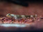 * Other Species * Schismatogobius Risdawatiae (Zebra Dragonet)