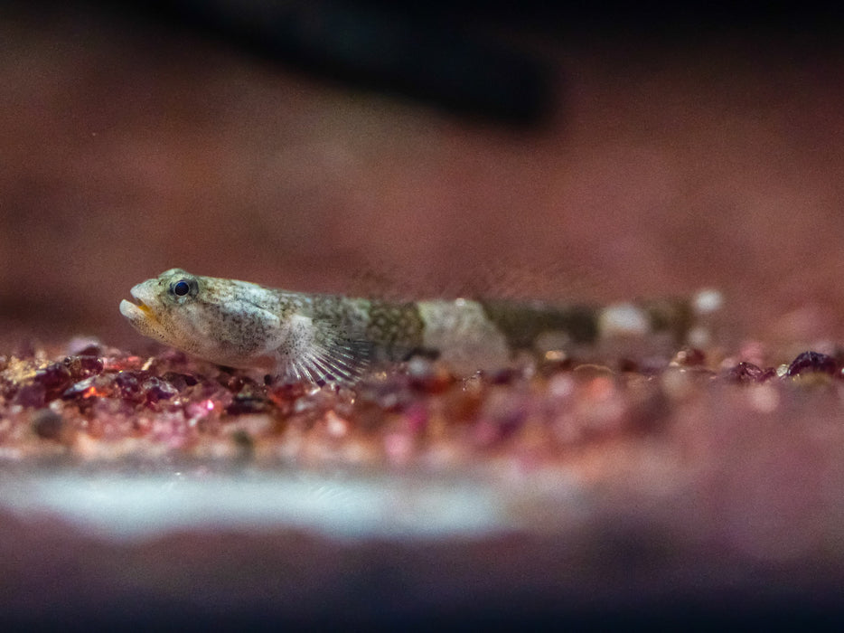 * Other Species * Schismatogobius Risdawatiae (Zebra Dragonet)