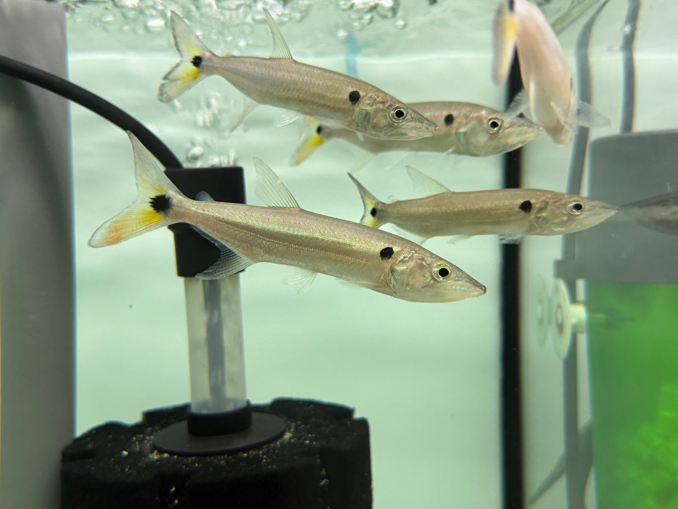 * Other Species *  Acestrorhynchus Falcatus (Red tail Barracuda) 8-10cm