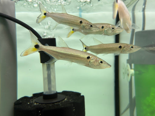 * Other Species *  Acestrorhynchus Falcatus (Red tail Barracuda) 8-10cm
