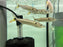* Other Species *  Acestrorhynchus Falcatus (Red tail Barracuda) 8-10cm