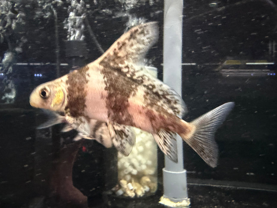 * Other Species * Myxocyprinus asiaticus (High fin loach) 9-11cm