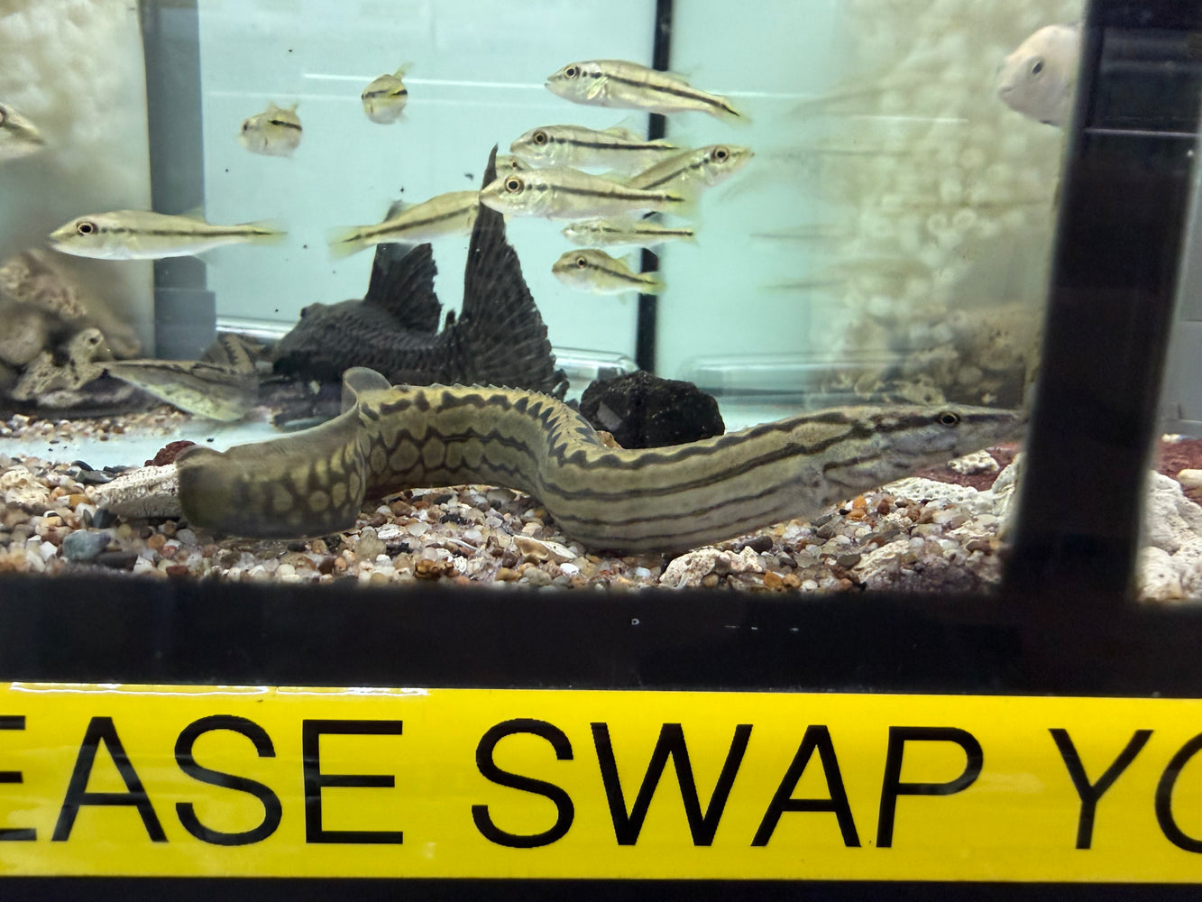 * Other Species * Mastacembelus tinwini 12-15cm