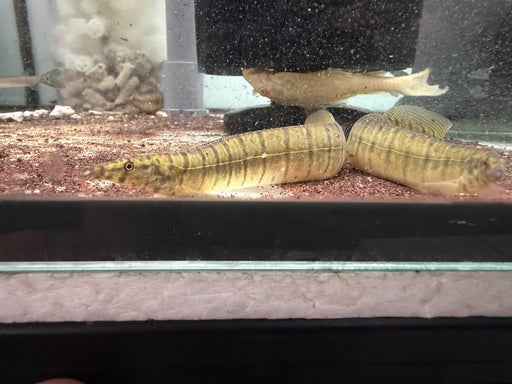 * Other Species * Macrognathus zebrinus (Zebra Spiny Eel) 10-12cm