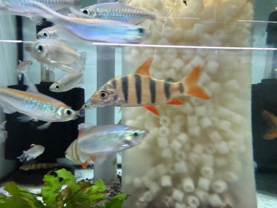 * Other Species * Distichodus Sexfaciatus “majestic shelter” 8-10cm