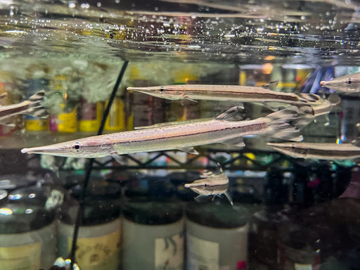 * Tetra/Barb  * Boulengerella lateristriga (Flagtail Bicuda) 15-18cm