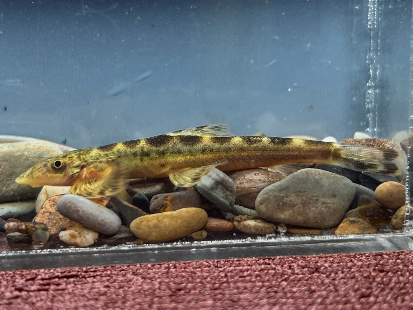 * Other Species * Balitoridae Gen. Sp. “Malaysia Utara” (Green Lizard Loach)