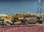 * Other Species * Balitoridae Gen. Sp. “Malaysia Utara” (Green Lizard Loach)