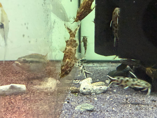 * Catfish *  Synodontis Nigriventris (Upside Down Catfish) 3-4cm