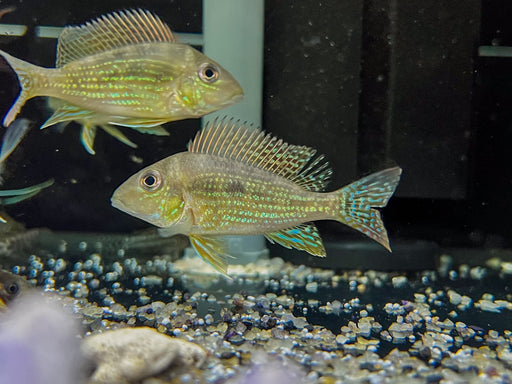 * Cichlids * Geophagus Mirabilis "Rio Aripuana" 8cm