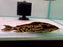 * Catfish * Megalodoras uranoscopus Yellow "Tocantins" 24-25cm (Actual piece)