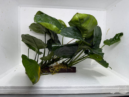 * Plants * Anubias Nana Spiderwood #178