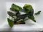 * Plants * Anubias Nana Spiderwood #178