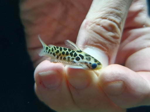 * Catfish * Centromochlus perugiae 3-4cm