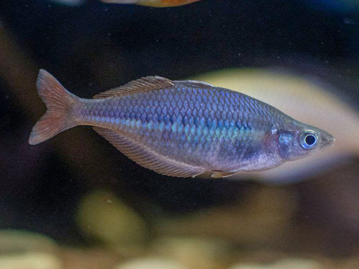 * Tetra/Barb  * Chilatherina fasciata SENTANI (Lake Sentani Banded Rainbowfish) 6-8cm