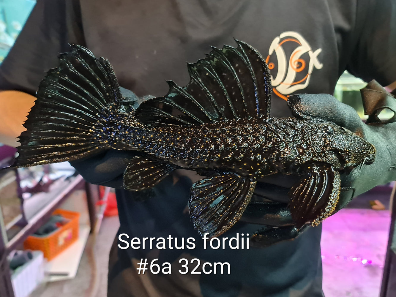 * Pleco *  Serratus fordii #6a 32cm (Actual piece)