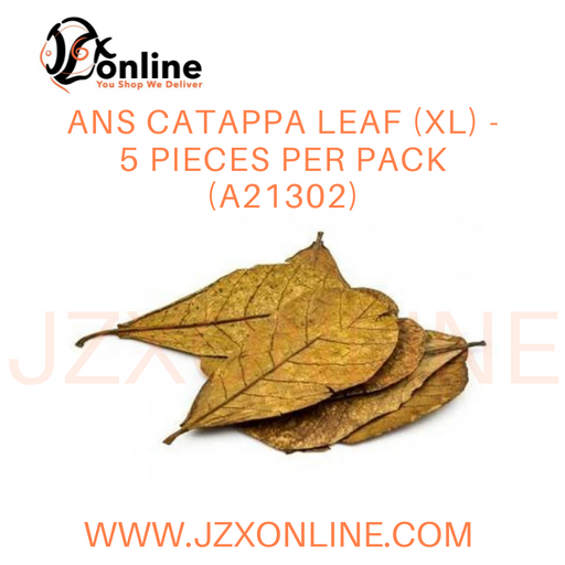 ANS Catappa Leaf (XL) - 5 pieces per pack (A21302)