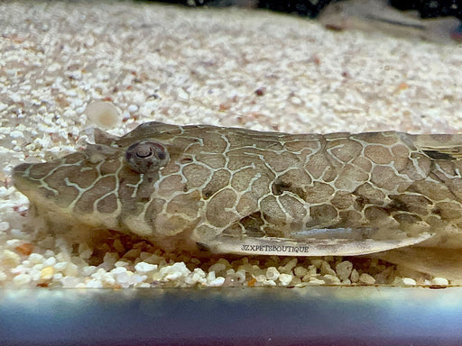 * Pleco * Rineloricaria teffeana 12-15cm