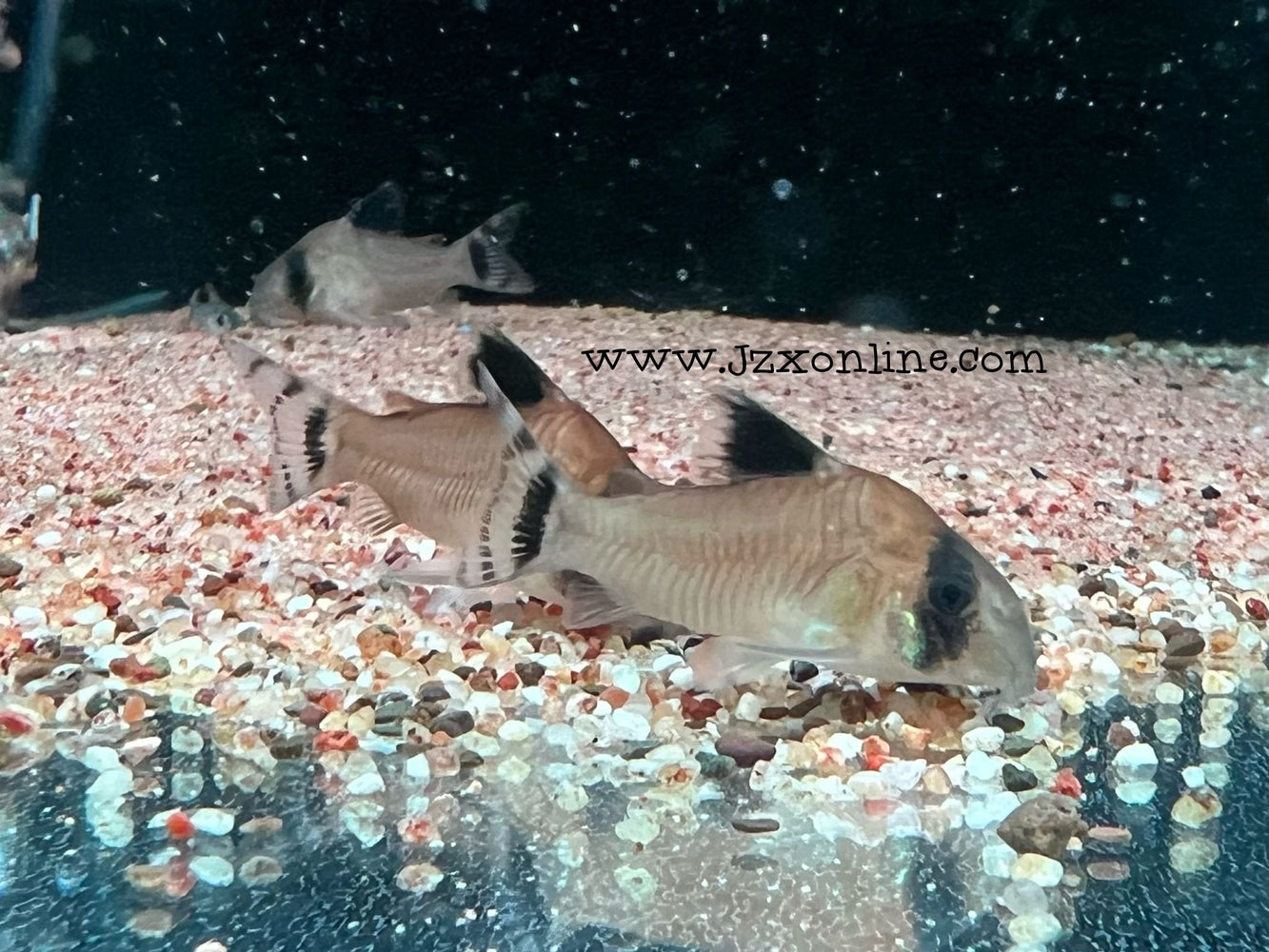 * Corydoras *  Hoplisoma oiapoquensis