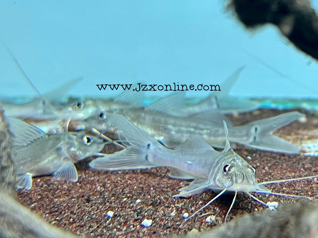 * Catfish *  Megalonema platycephalus 7-8cm