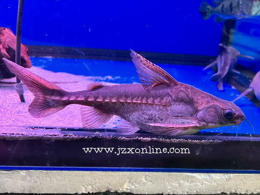 * Catfish *  Lithodoras Dorsalis 20-22cm