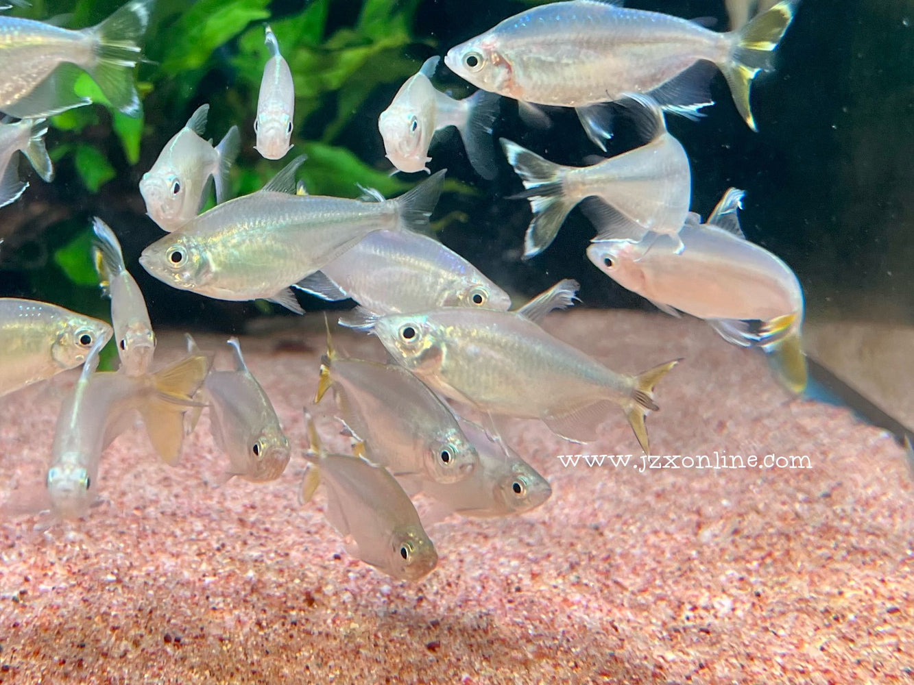 * Tetra * Alestopetersius Caudalis (Yellow Tail Congo Tetra)  5-7cm