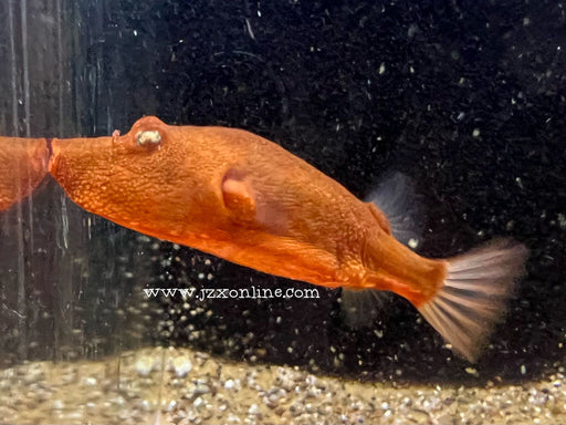 * Other Species * Tetradon miurus (Red Congo Puffer) 6-8cm