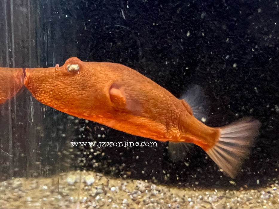 * Other Species * Tetradon miurus (Red Congo Puffer) 6-8cm
