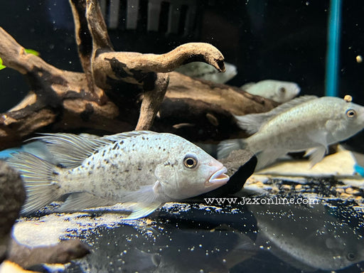* Cichlid *  Nandopsis haitiensis (Black Nasty) 6-9cm