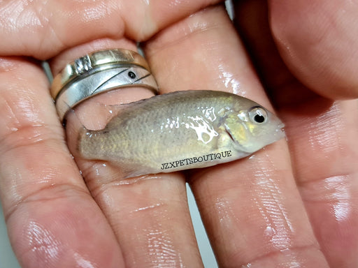 * Cichlid *  Tomocichla Tuba 4-5cm