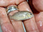 * Cichlid *  Tomocichla Tuba 4-5cm