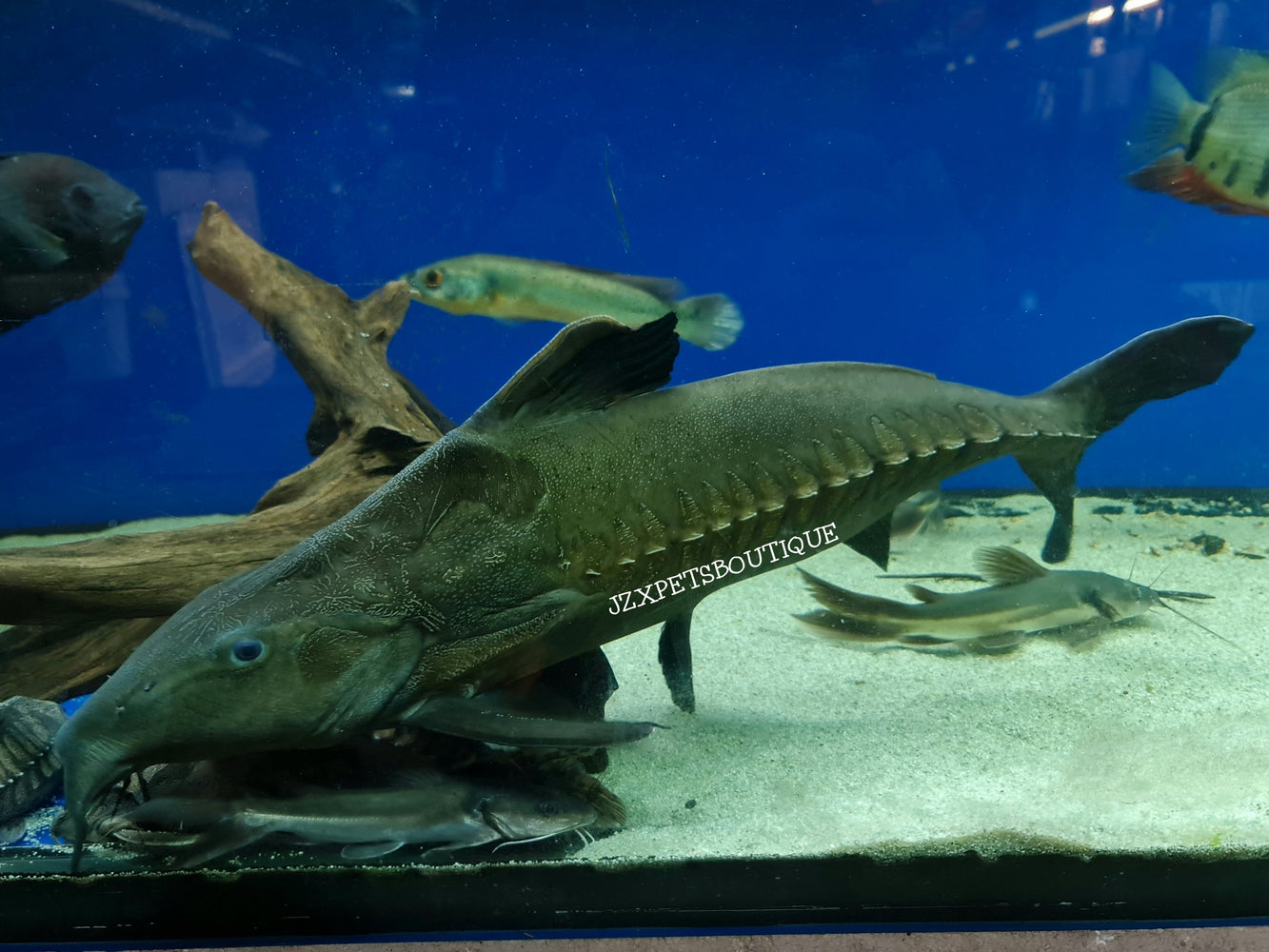 * Catfish *  Oxydoras niger 60-63cm (Actual piece)