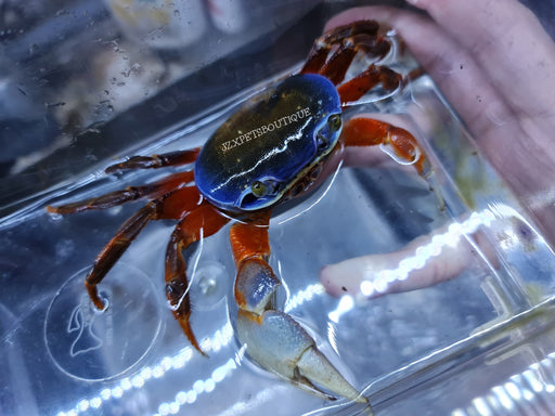 * Shrimps/Crabs * Cardisoma armatum "rainbow crab"