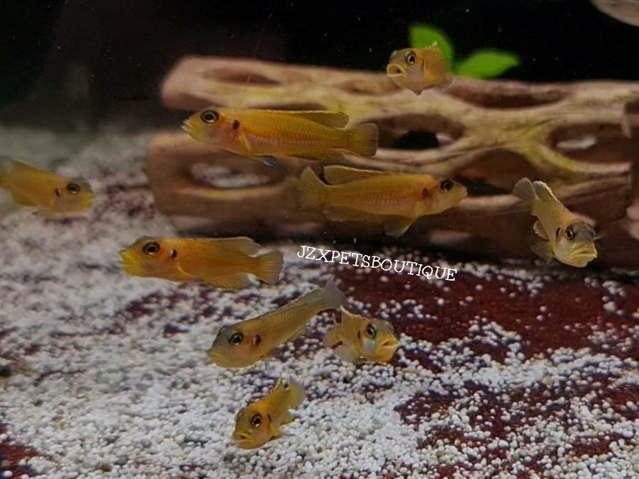 * Cichlid * Lamprologus Ocellatus Gold 3-4cm