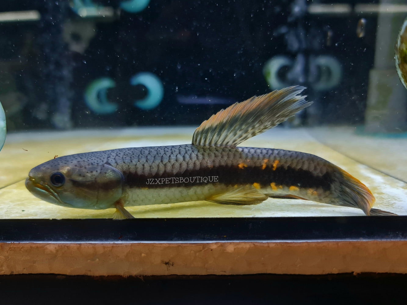 * OtherSpecies XL Erythrinus erythrinus “Rainbow wolf fish” 15-18cm