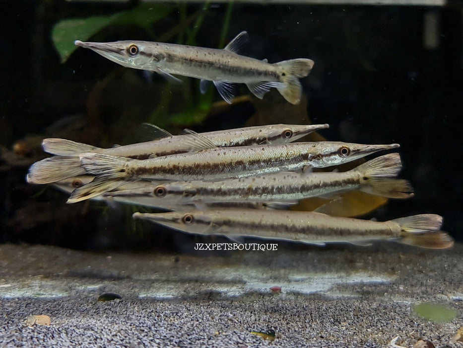 * OtherSpecies * Boulengerella cuvieri 10-12cm