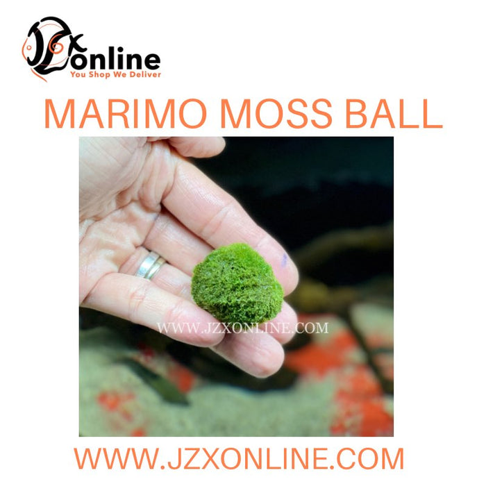 Marimo Mossballs (1 Piece / Pack)