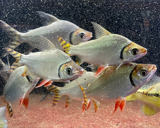 * Other Species * Semaprochilodus laticeps (Fei Feng) WILD 8-10cm