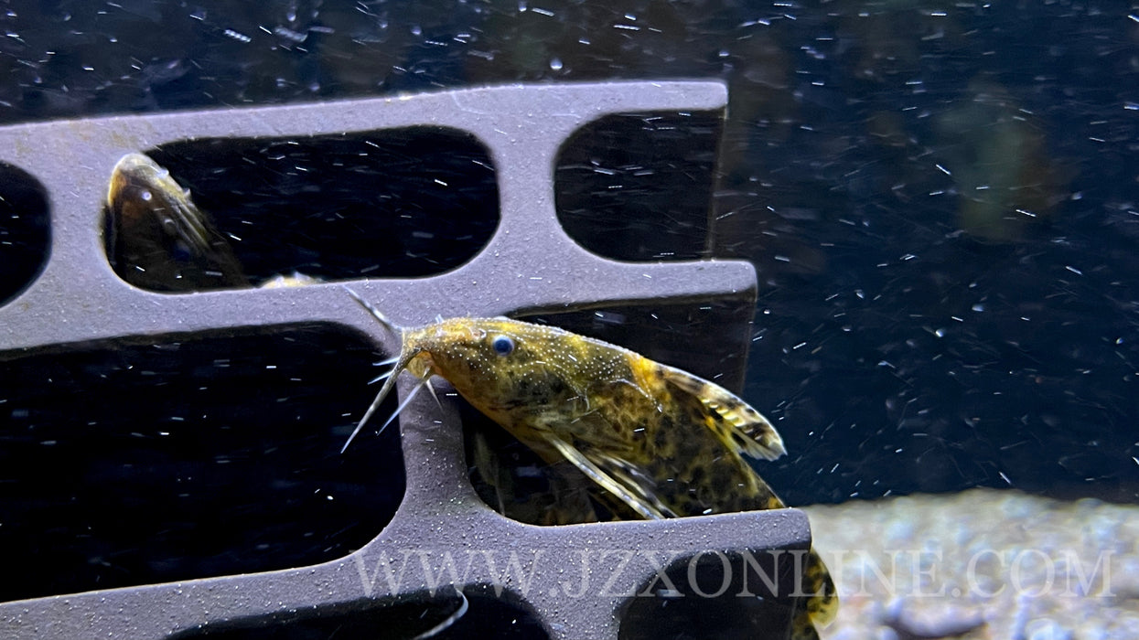 * Catfish *  Rhinodoras dorbignyi 8-9cm