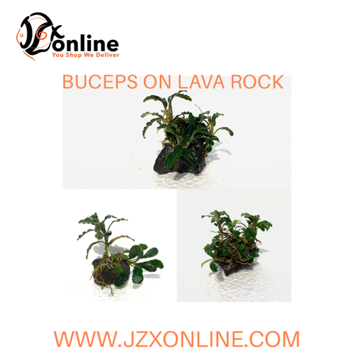 *Plants* Buceps on lava rock (per piece)