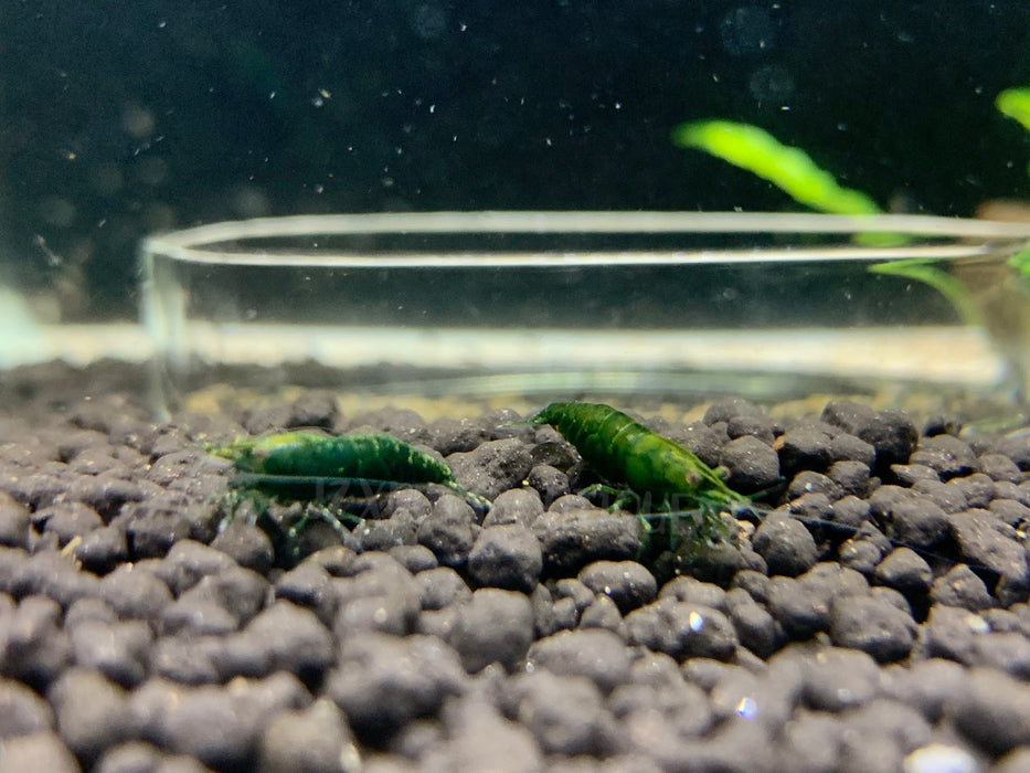 * Shrimps * Super Green Shrimps