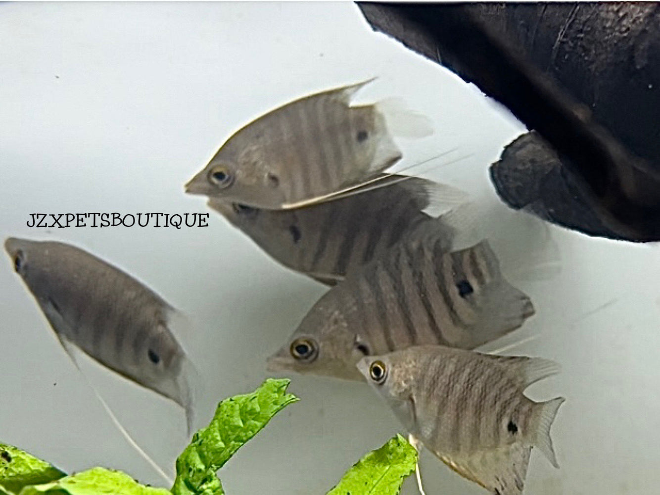 * Other Species * Osphronemus septemfasciatus “Red giant gourami” 6-8cm