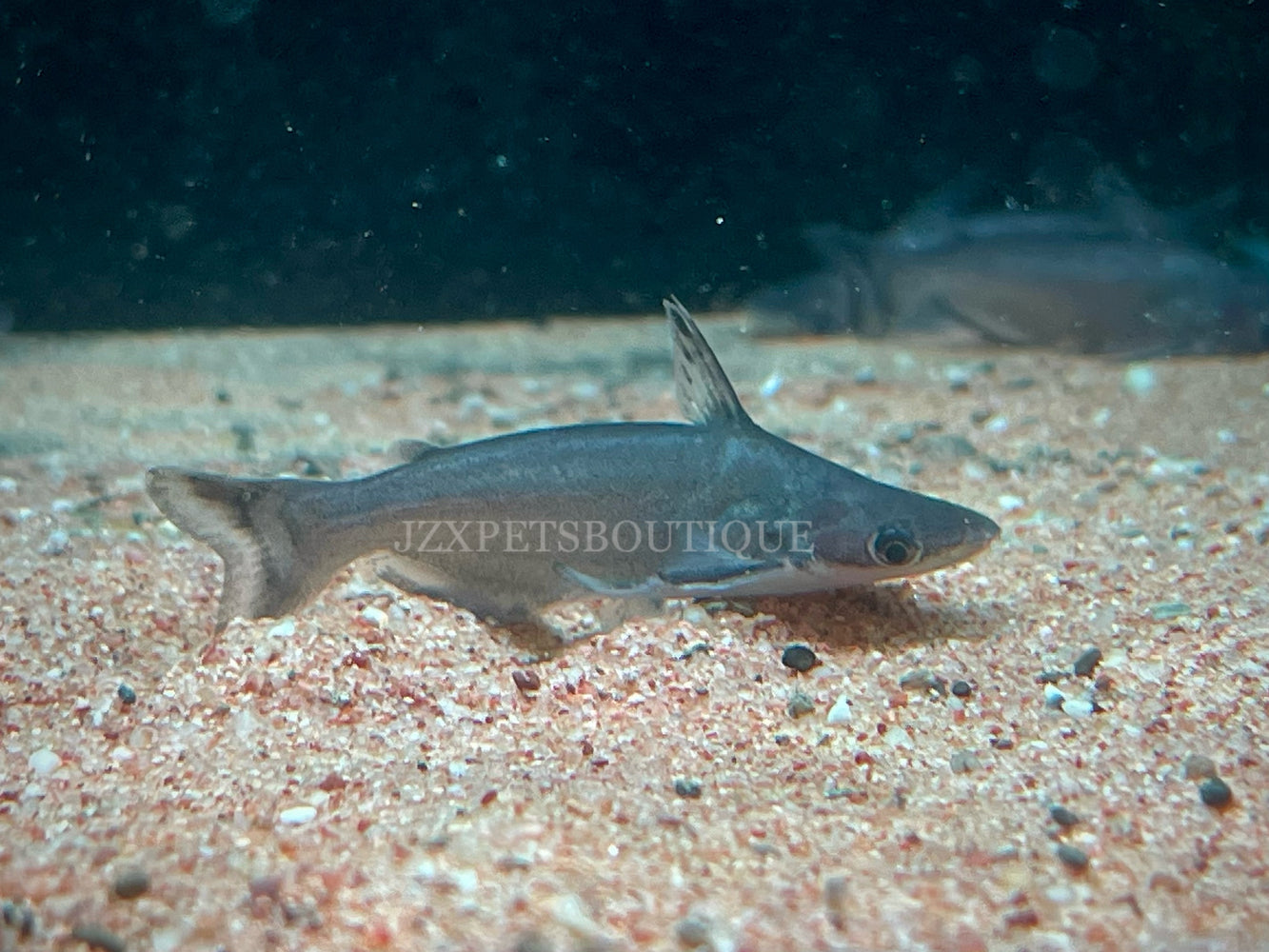 * Catfish *  Ageneiosus cryptica 6cm