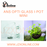 ANS Opti Glass i-Pot Mini