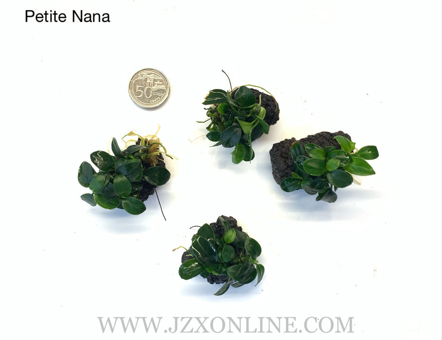 *Plants* Nana “Petite” on lava rock (per piece)