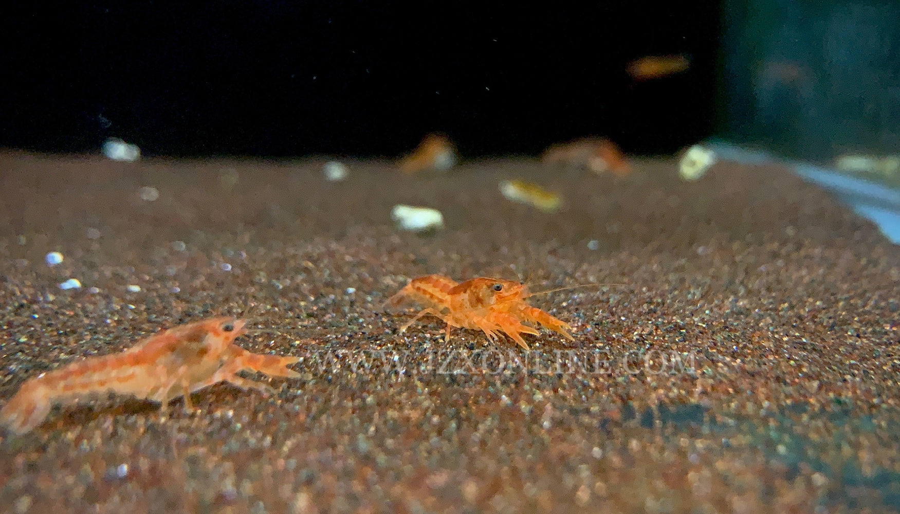 * Shrimps * CPO Orange Mexican dwarf crayfish