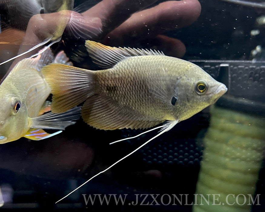 * OtherSpecies * Red tail gourami 7-8cm
