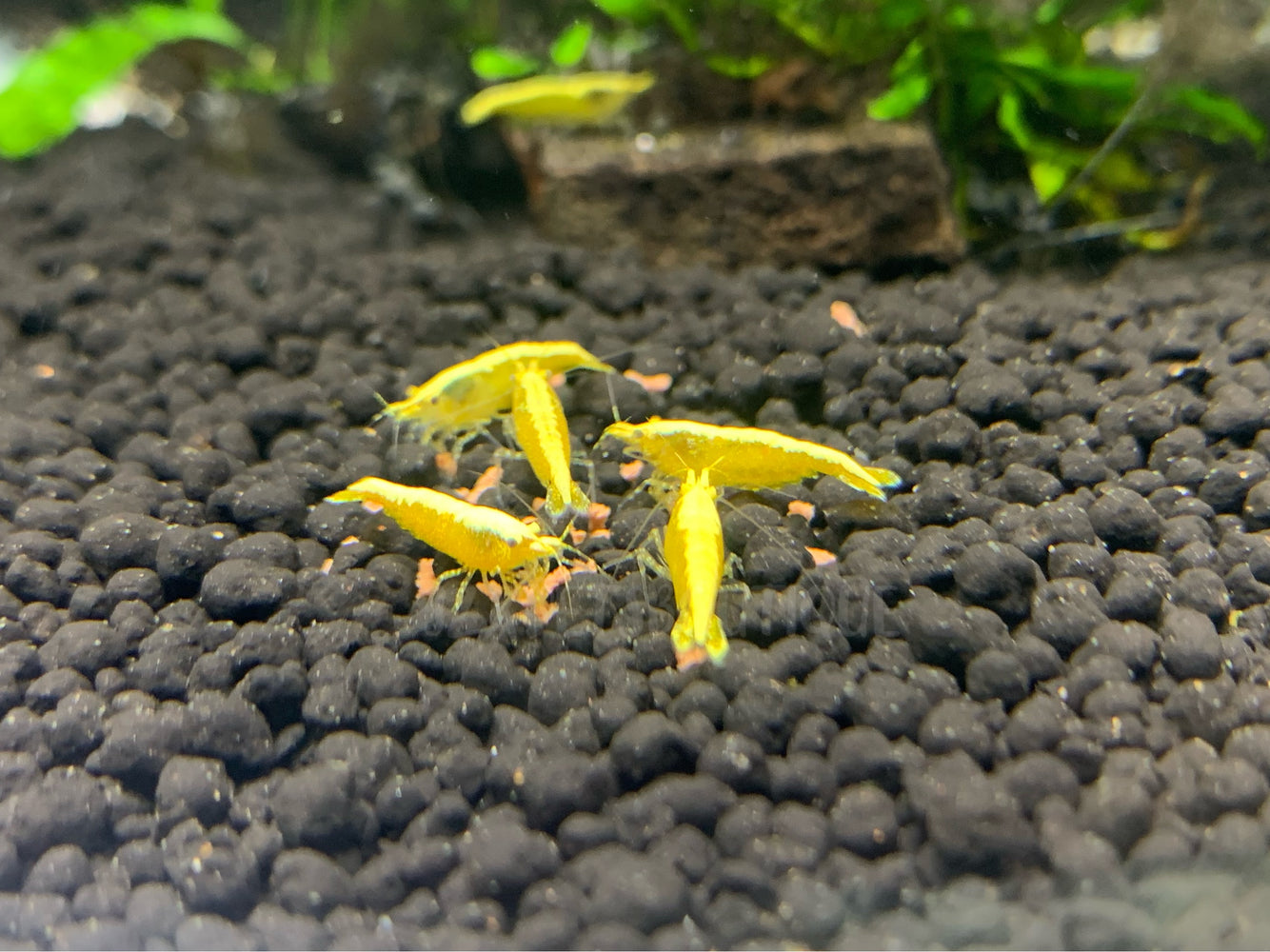 * Shrimps * Gold Back Yellow Shrimps