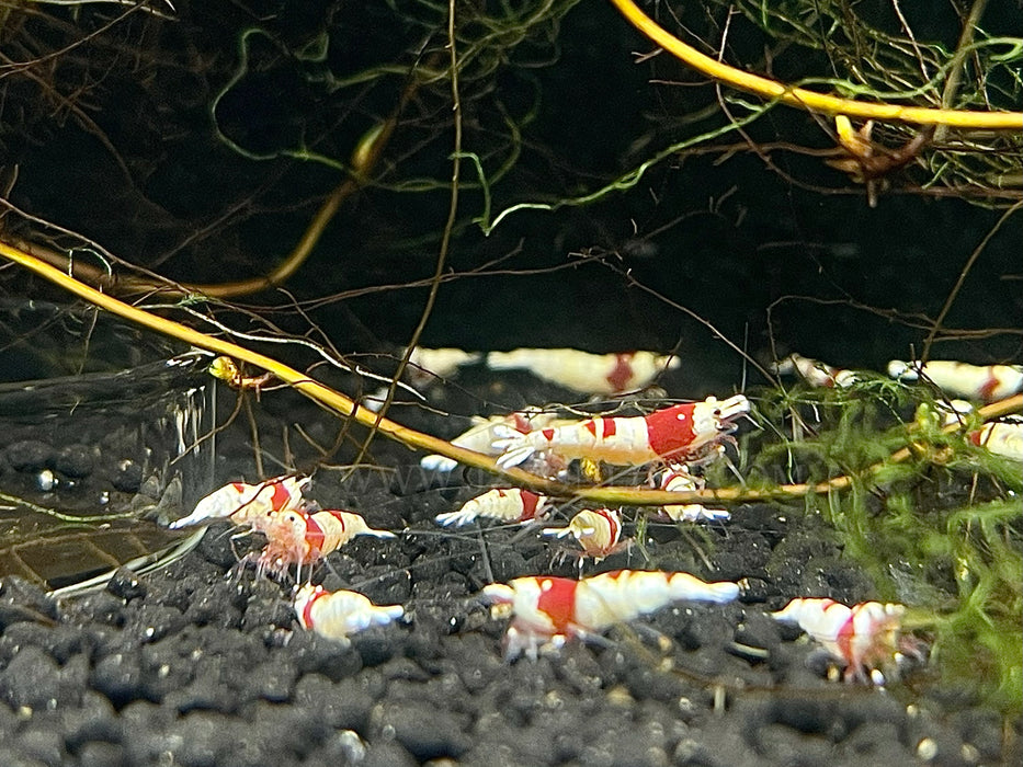 * Shrimps * Crystal Red Shrimps (CRS) (10 pieces)