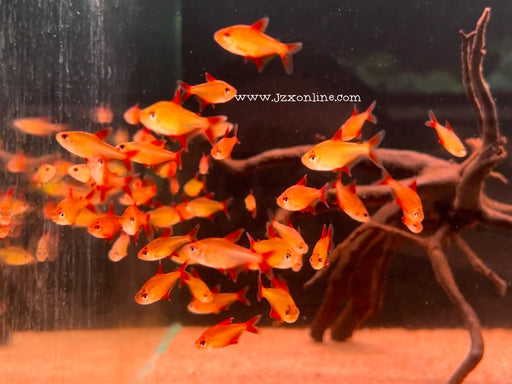 * Tetra/Barb * Hyphessobrycon sp. Red Cherry